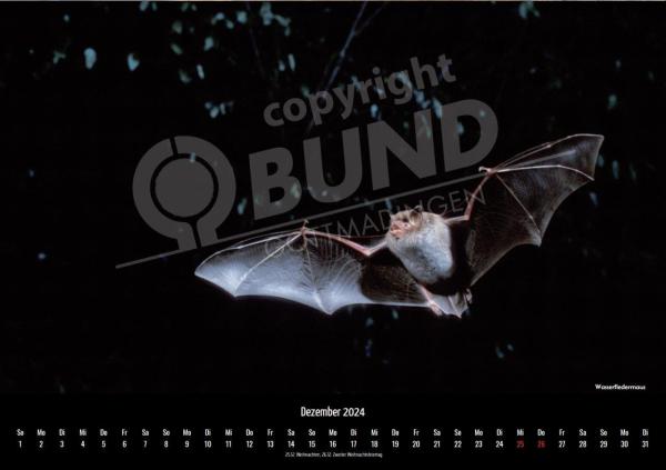 Fledermauskalender für 2023 - Dezember